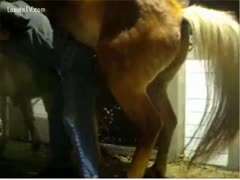A horse is blocked by a horny buddy pecker.